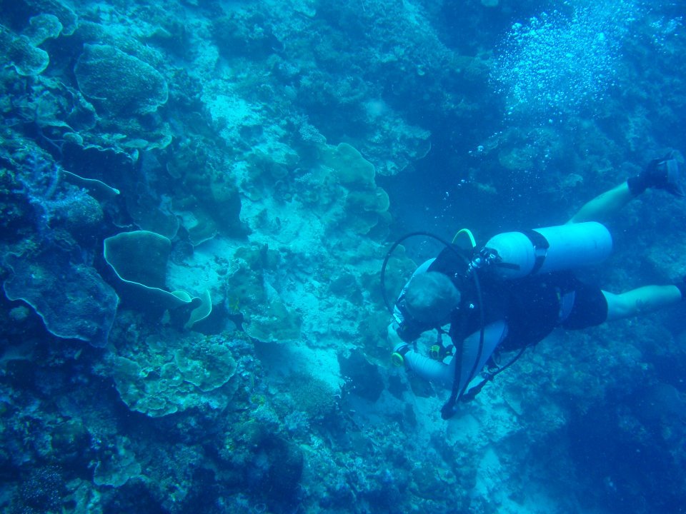 Alternative Issue: Dive Tourism Threatens Marine Life