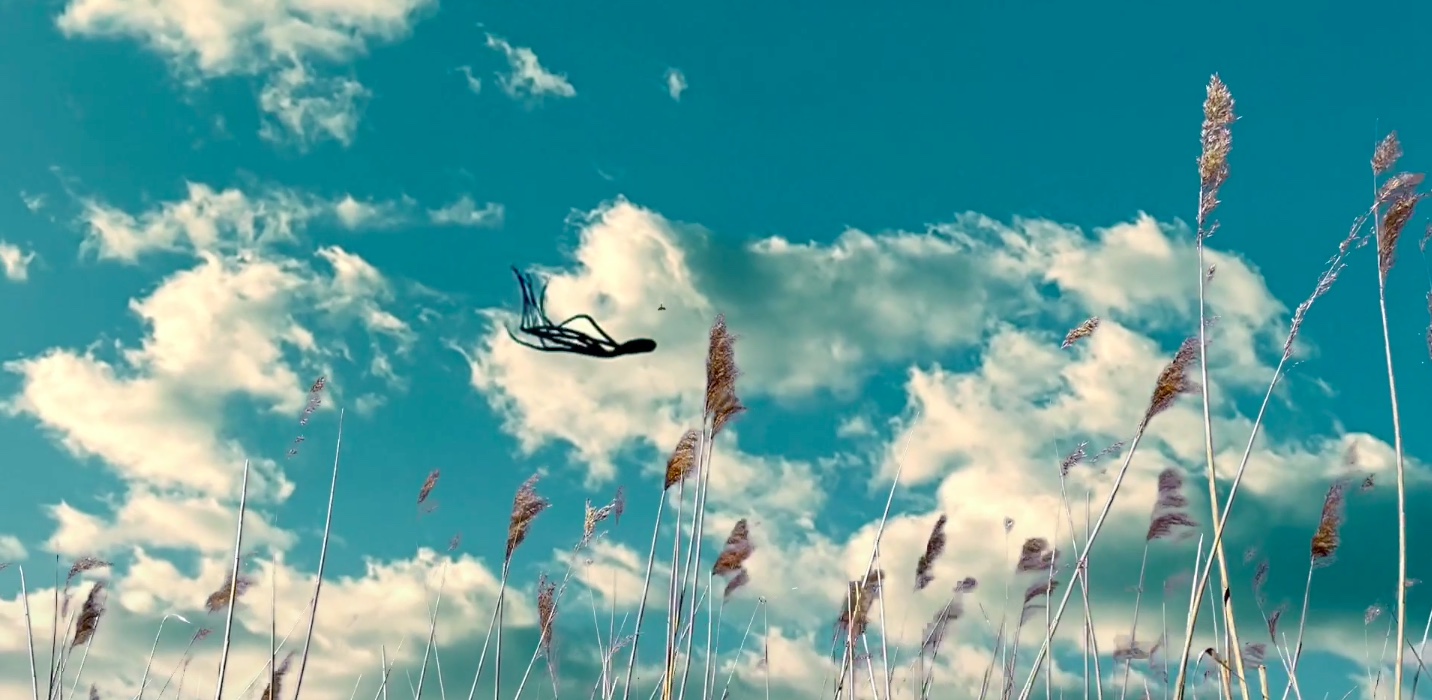Sky Octopus Marks the Start of Spring [Video]
